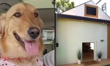 Youtuber constrói 'casa dos sonhos' de R$ 125 mil para seu cachorro