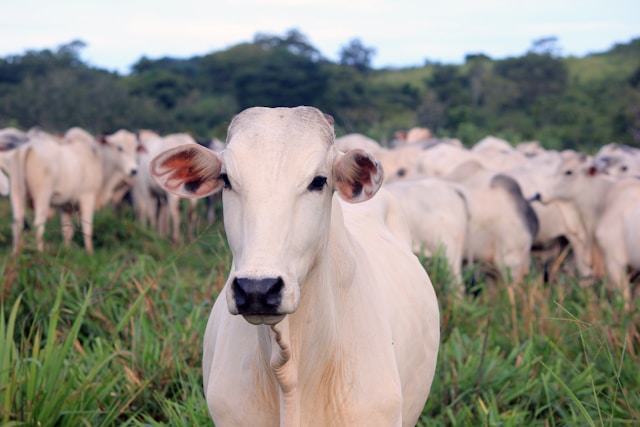 Viatina-19, a vaca mais cara do mundo, foi vendida em leilão por incríveis R$ 23 milhões