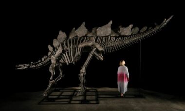 Esqueleto de Stegosaurus bate recorde em leilão e arrecada R$ 247 milhões