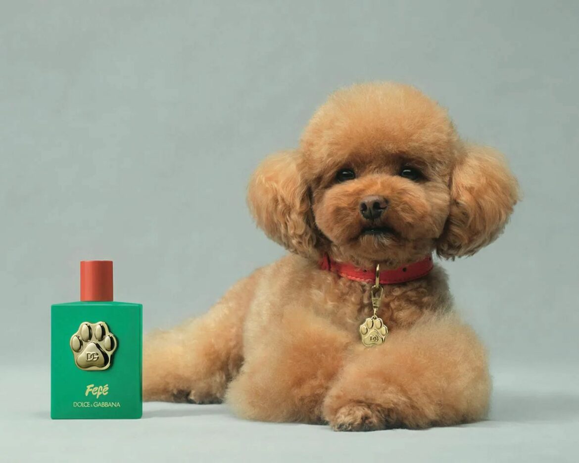 Dolce & Gabbana lança primeiro perfume de luxo para cães